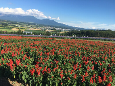 花海～～