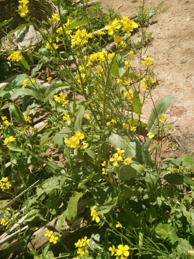 油菜花