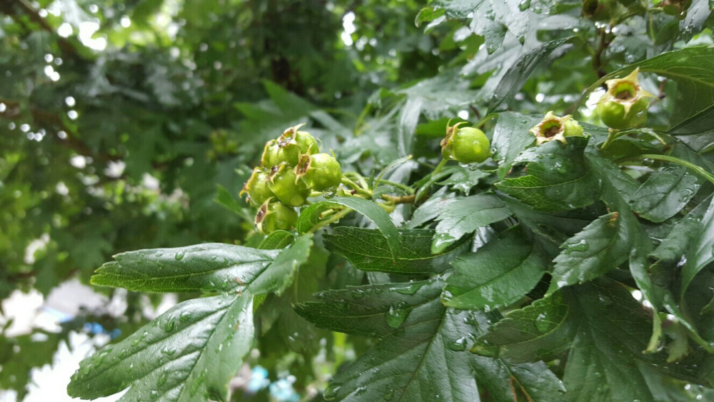 树上的果子，应该是山里红？？？？