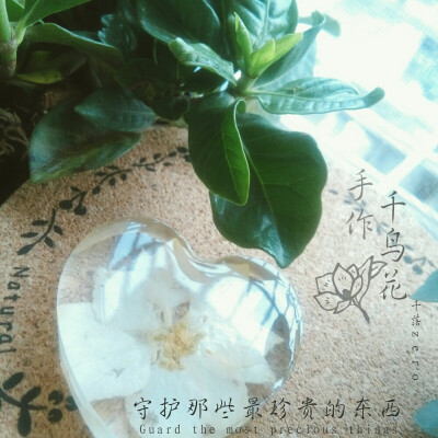 水晶滴胶 白色千鸟花