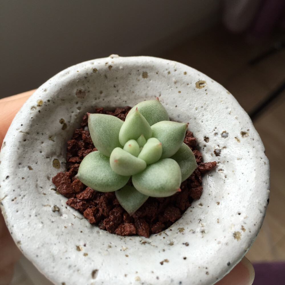 黄金象牙多肉植物