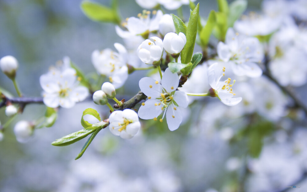 苹果花：唐代孙思邈曾说苹果花有“益心气”；元代忽思慧认为能“生津止渴”；清代名医王士雄称有“润肺悦心，生津开胃，醒酒”等功效。