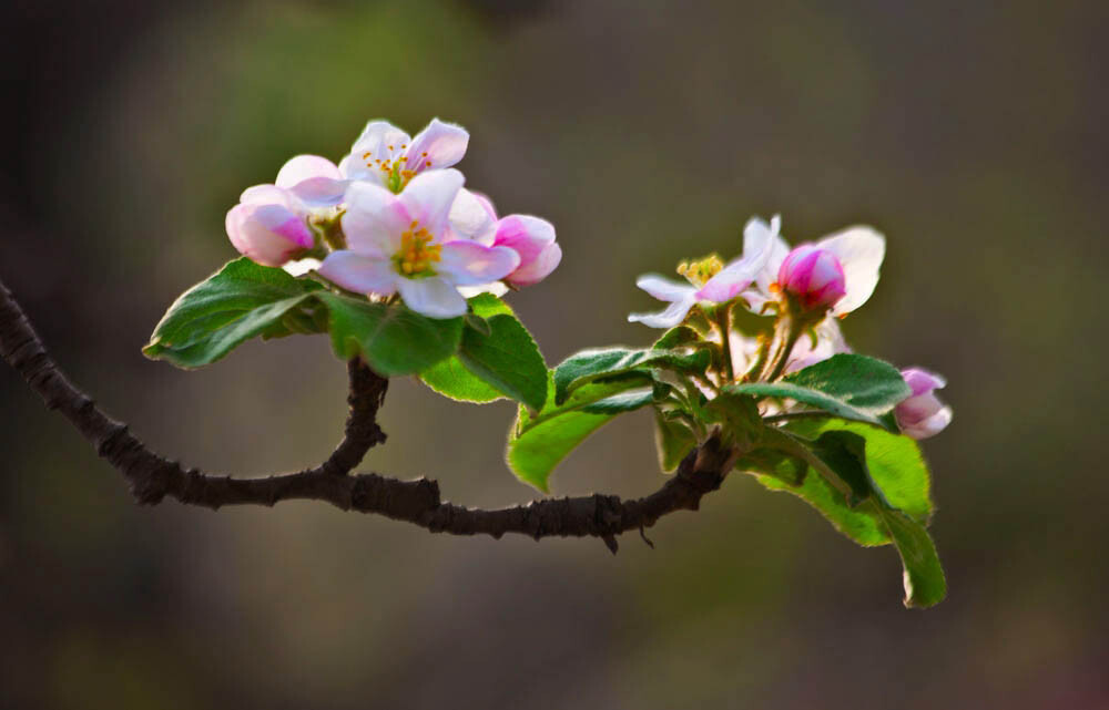 苹果花：陷阱