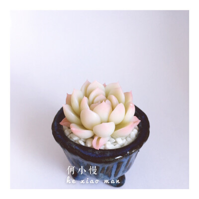【软陶】多肉植物——@何小慢