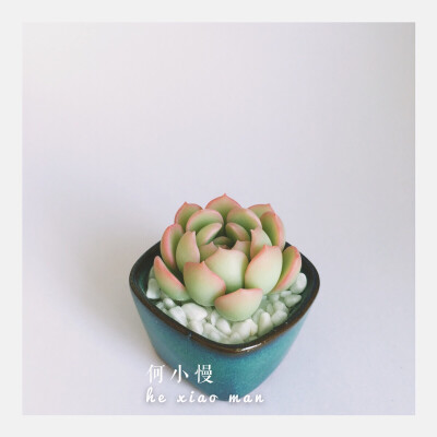 【软陶】多肉植物——@何小慢