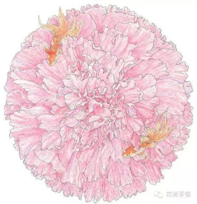 星座花语 双鱼 芙蓉花 彩铅手绘插画