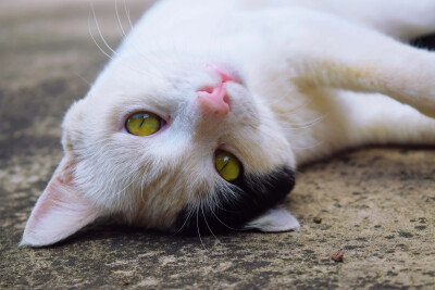 终于拍清楚你的大眼睛，明亮又闪烁