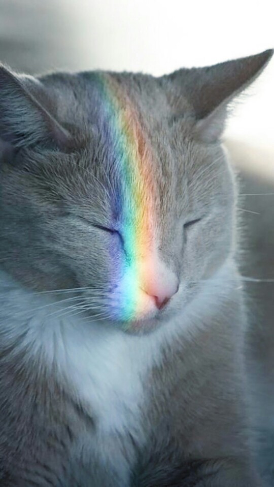 彩虹猫