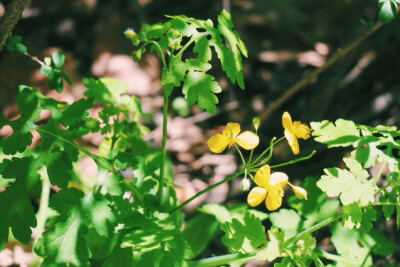 【花花草草随手拍】