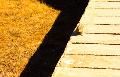 【香格里拉普达措森林公园】抓拍到一只卖萌的松鼠