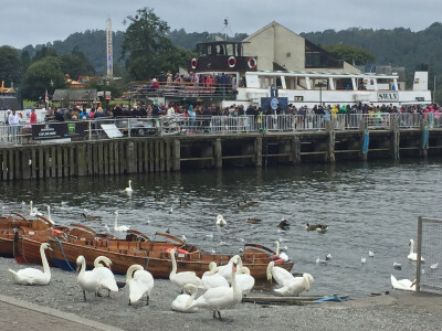 英国 旅行 随手拍 天鹅