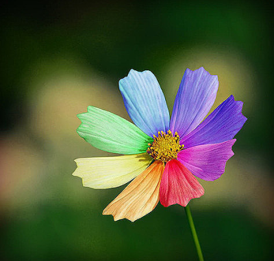 依米花：传说中生长在非洲的戈壁滩上，非常奇特，每朵花有四片花瓣，一个花瓣一种颜色，红、黄、蓝、白，煞是娇艳绚丽。依米花的花期并不长，仅仅两天工夫，它便随母株一起香消玉殒了，开花意味着它生命的结束。