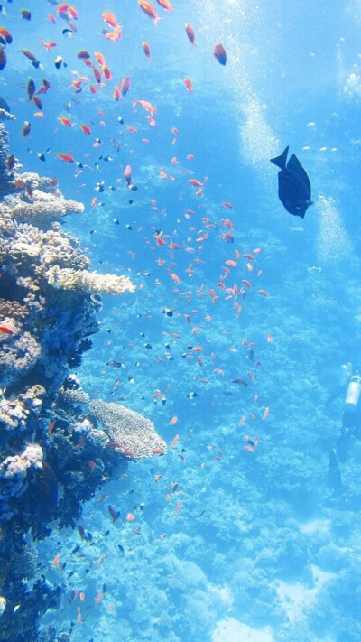 「动物」
水族馆