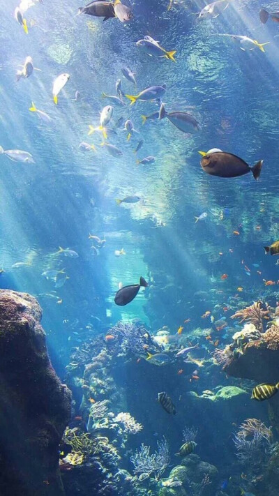 「动物」
水族馆