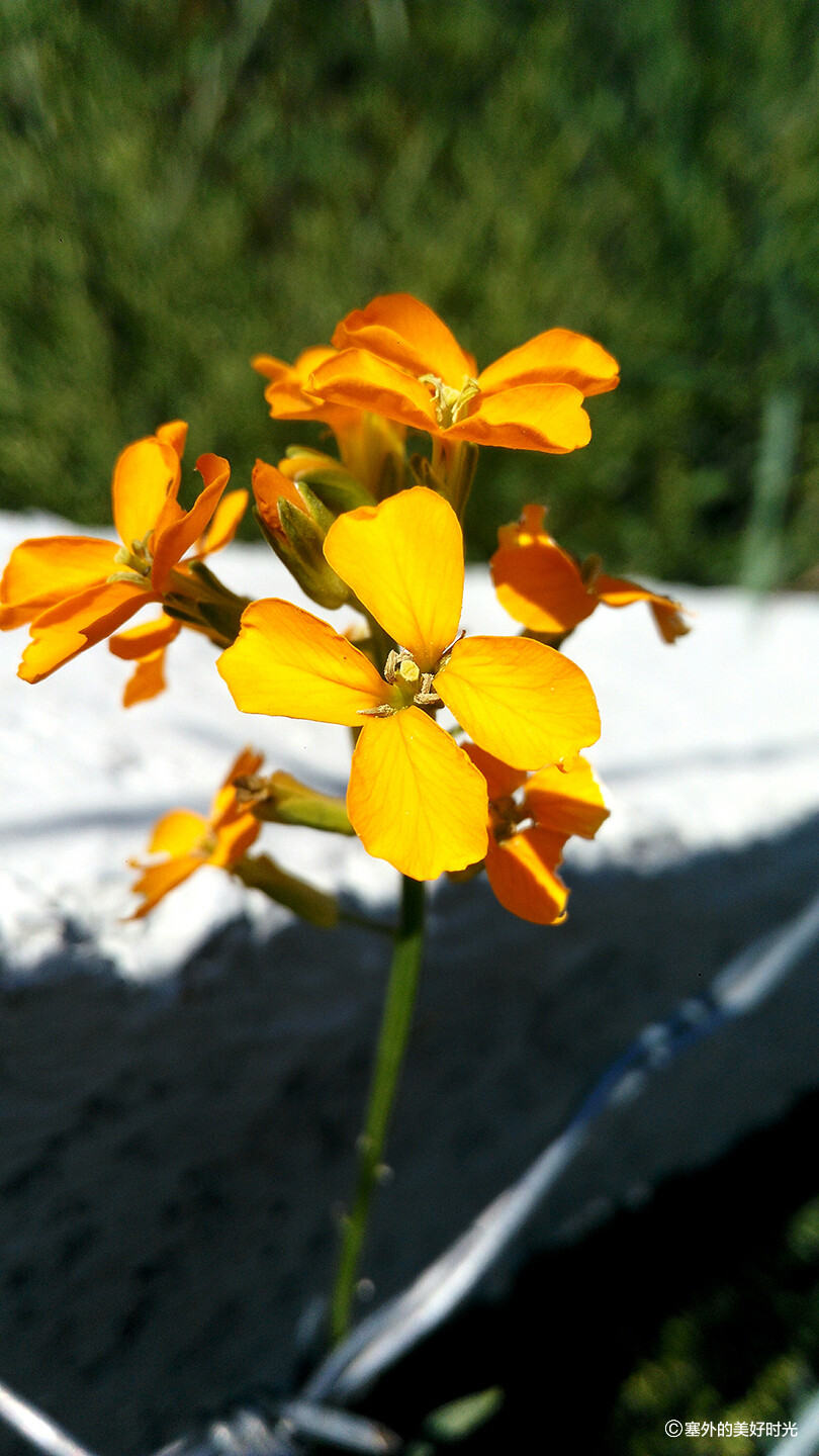 花花草草