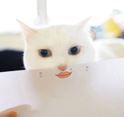 R 壁纸 头像 酥饼