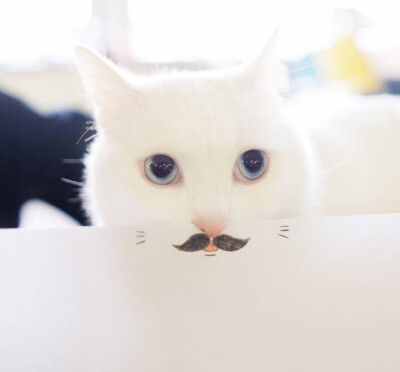 R 壁纸 头像 酥饼