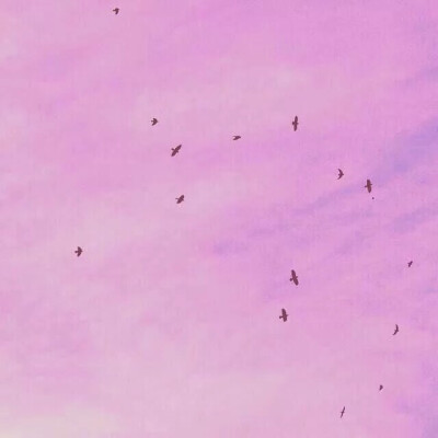 粉色背景图海鸥@言柠