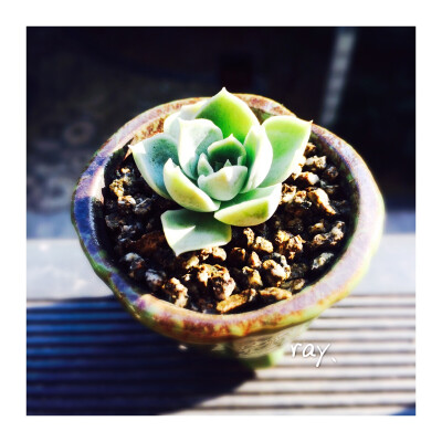 ｛.丽影.｝丽娜莲X厚叶月影