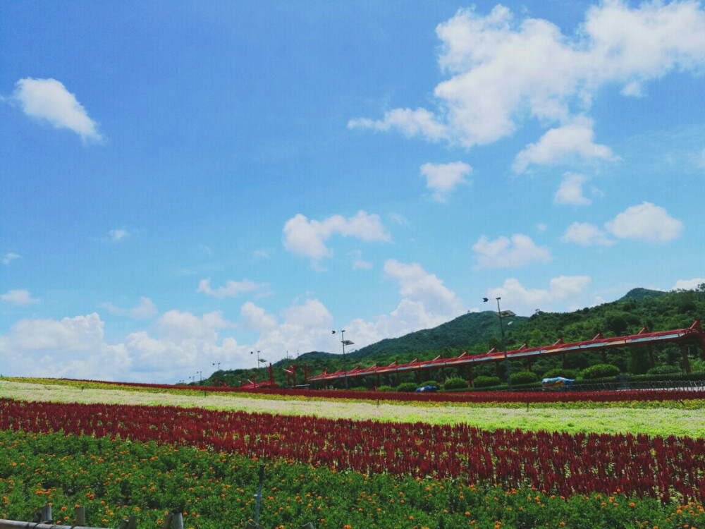 东部华侨城，花海