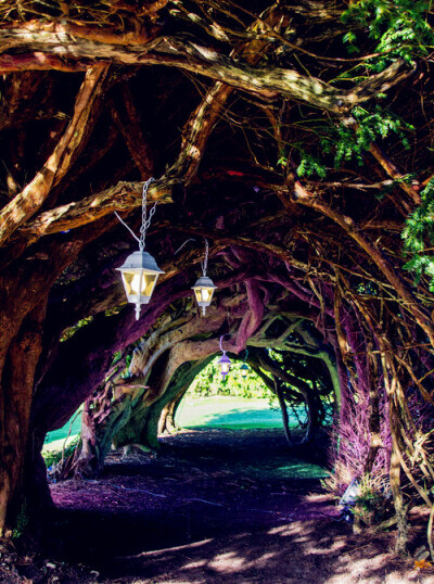 Yew Tunnel, Aberglasney house and garden, Wales, UK。阿伯格拉斯尼花园紫杉隧道。阿伯格拉斯尼庄园位于英国威尔士卡马森郡的特依瓦山谷中，是英国最美丽的庄园之一。它修建于中世纪，历史悠久。被誉为全世界最美…