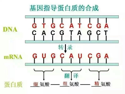 高中生物必修二知识点