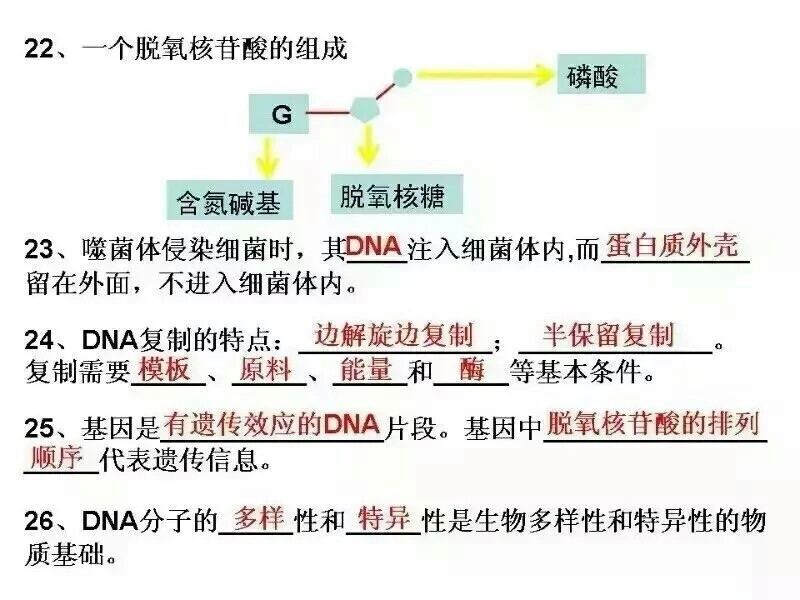 高中生物必修二知识点