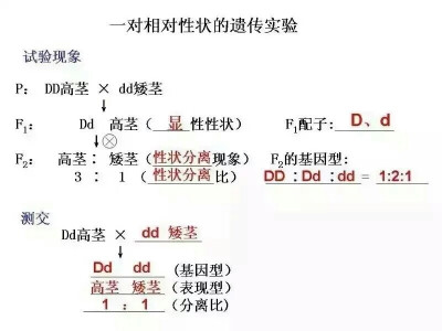 高中生物必修二知识点