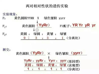 高中生物必修二知识点