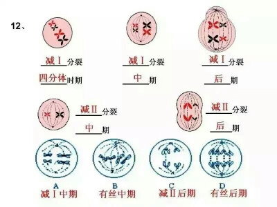 高中生物必修二知识点