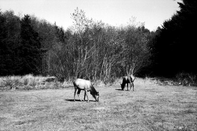 Ecola State Park
几头驼鹿moose正悠闲地吃草。这些大家伙莽撞而易怒，我只敢远远拍上几张照便悄悄离去。