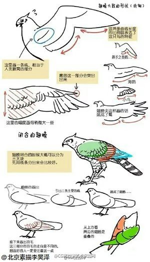 ：#自学美术资料集#鸟类小画法，想画鸟吗？[em]e144[/em]