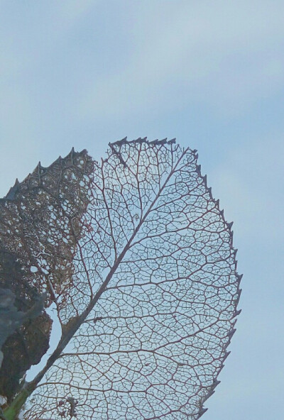 l偶然在路边的矮灌木丛发现，一片自然成型清晰的叶脉