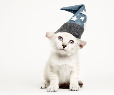 cats in hats
via shainafishman