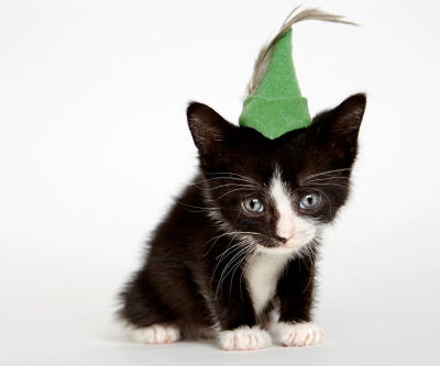 cats in hats
via shainafishman