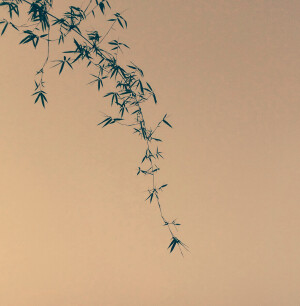 出门的时候抬头无意中看见了这一条竹枝，随手拍了下来，觉得加了滤镜有点像一幅画，但是后来把原图搞丢了…