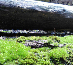 随意走走的时候看见的小青苔，觉得很可爱就回去拿手机来拍下了^ω^