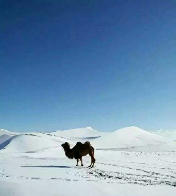 雪地与骆驼