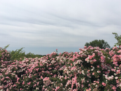 奥森6月，好粉好美