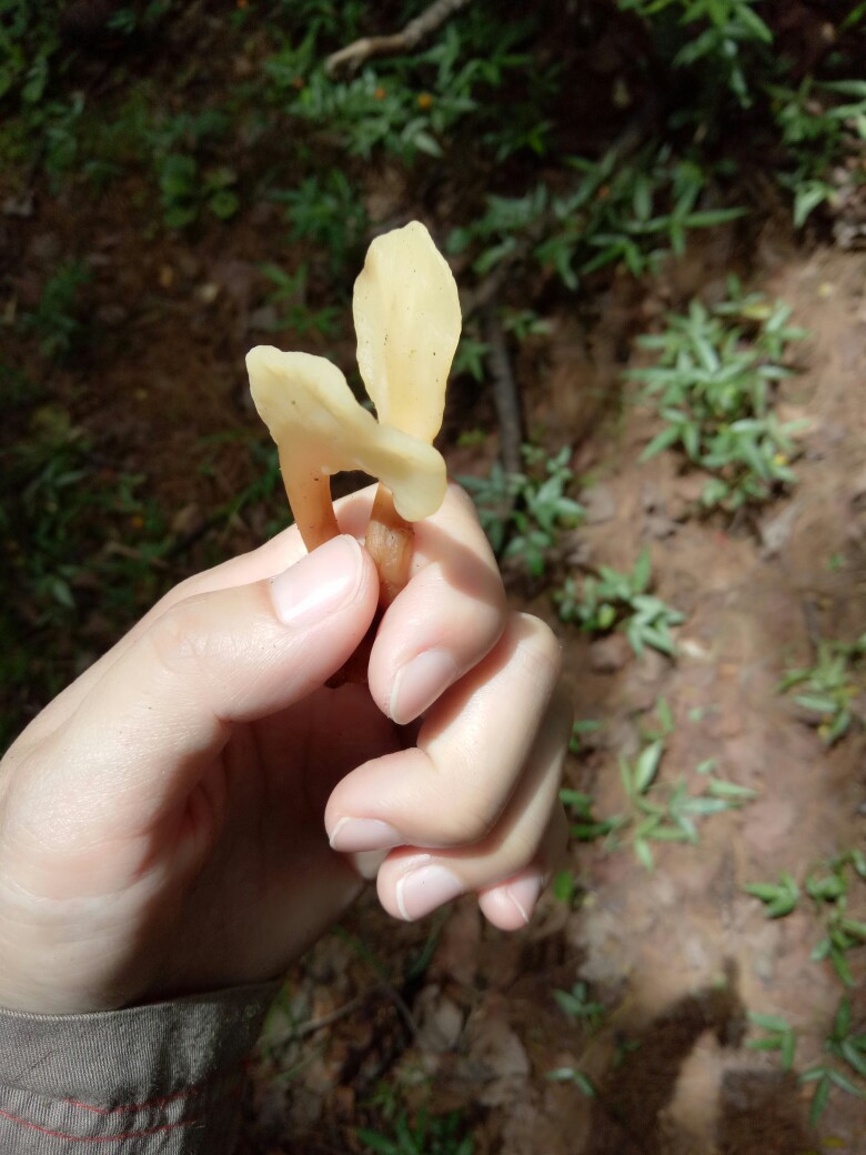 苍山深处，不知名的菌子