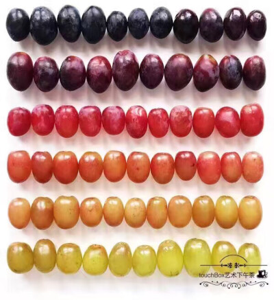 #食物梯度艺术#《Food Gradients》（食物梯度），在纯白色的背景上记录水果或蔬菜的缤纷色彩，包括同一种水果从成长初期到成熟的色彩变化。
