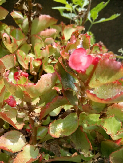 奶奶家的小台子