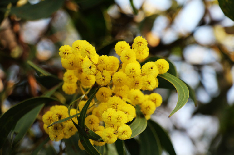 金合欢澳大利亚国花