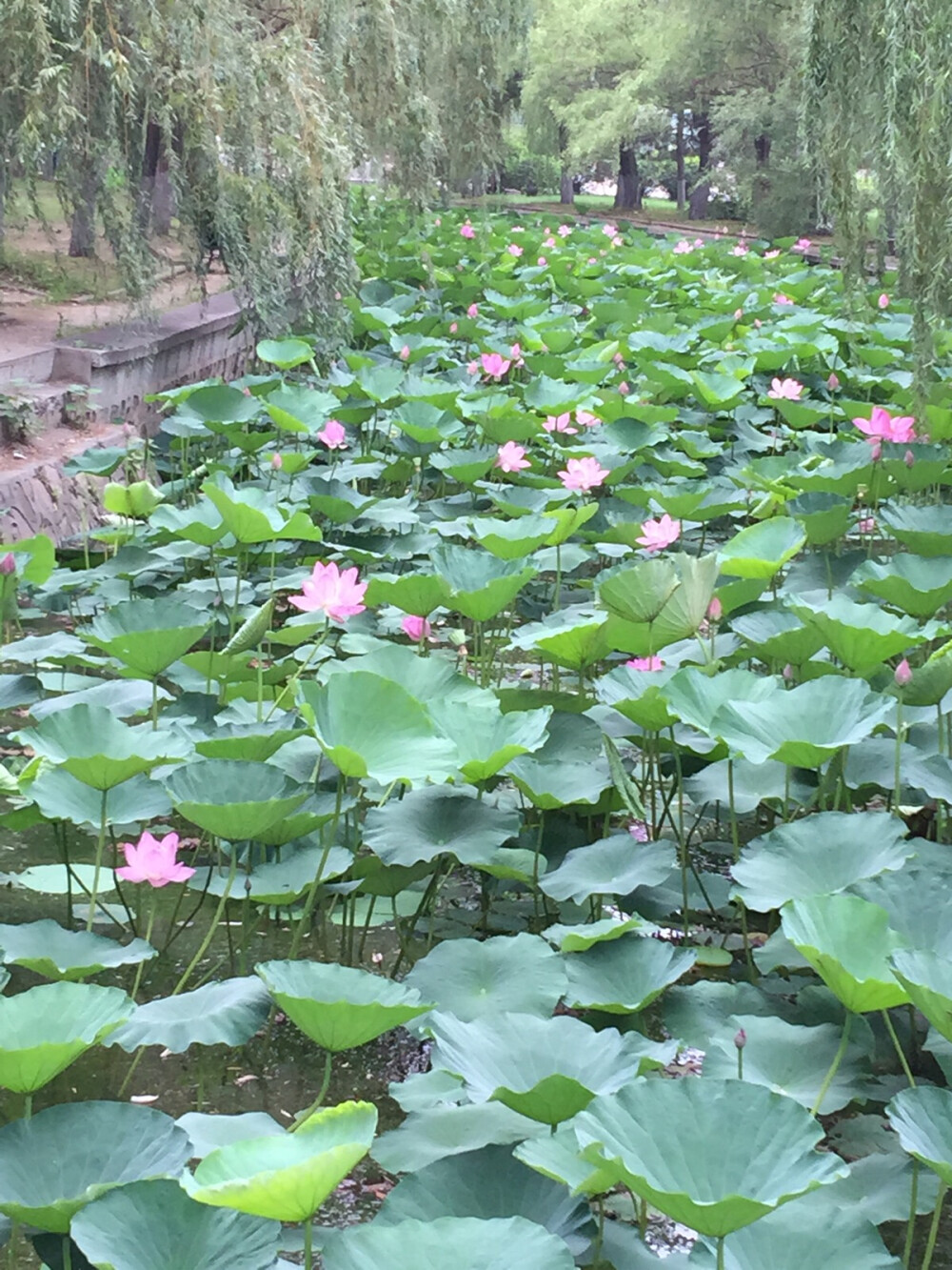 沈阳师范大学的荷花池