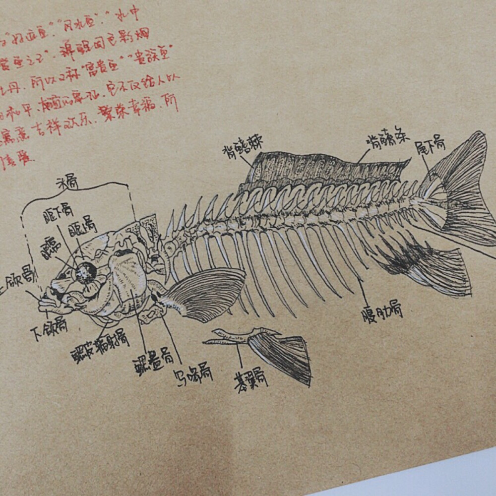 鱼骨头素描图片图片