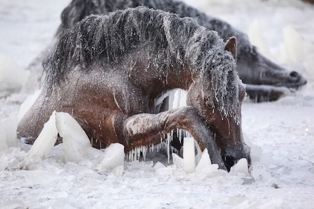 《狼图腾》剧照
马的模型真算得上细致入微，真假莫辨，佩服道具师们强大的手工能力。