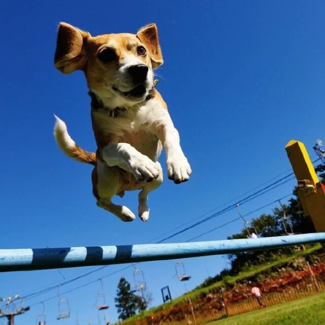 飞奔的比格犬