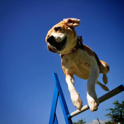 飞奔的比格犬