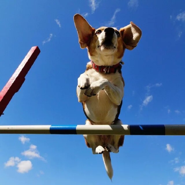 飞奔的比格犬