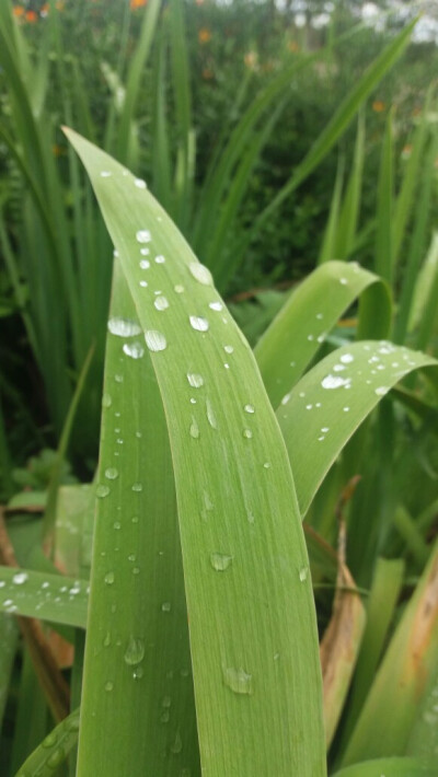 长白山湿地公园，花海正旺，清晨的露水